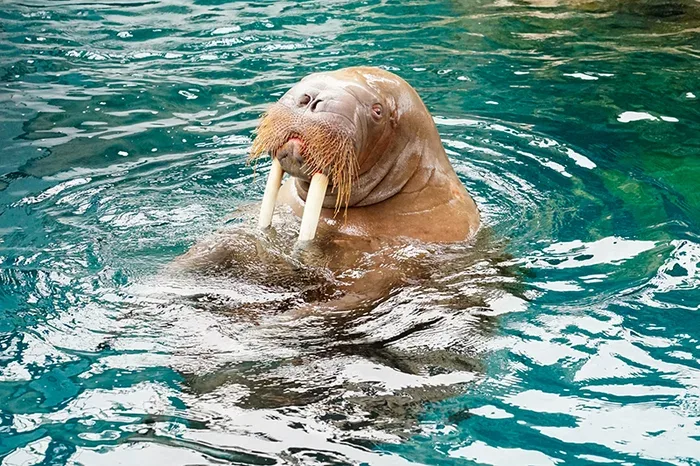 大分海洋宫殿水族馆海之卵